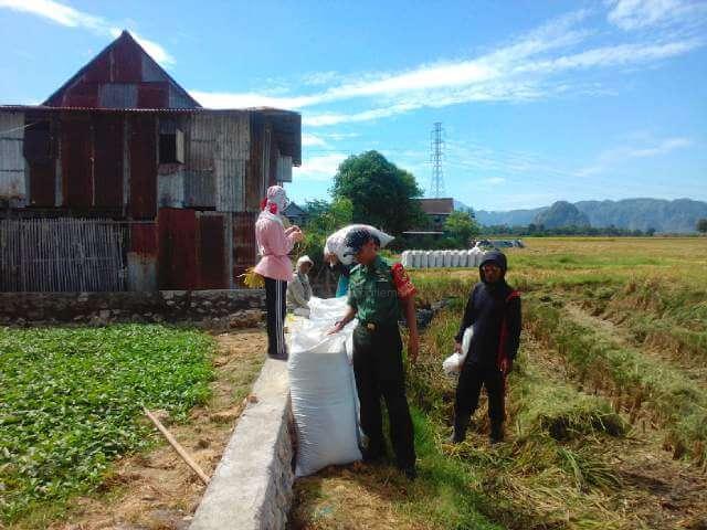  Sesuai Intruksi Presiden, Babinsa Kabba Panen Raya Bersama Petani