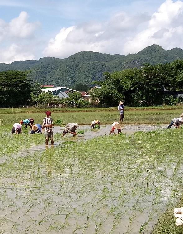  Hermanto: Saat Harga Komoditas Strategis Tak Menguntungkan maka Petani Beralih ke Komoditas Lain