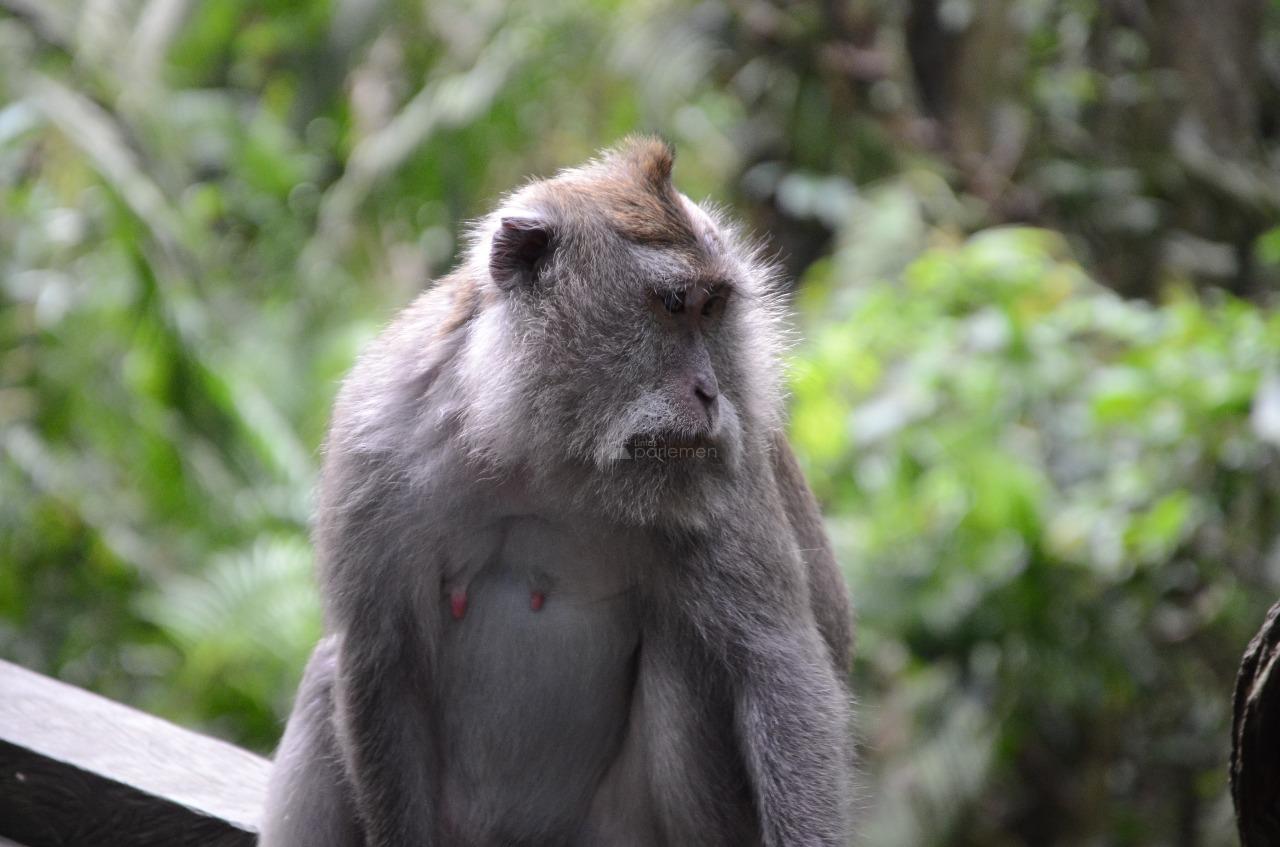  Ayo Berwisata ke Monkey Forest!