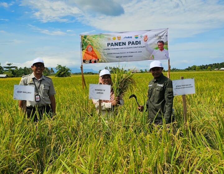  Saadiah Uluputty Hadiri Temu Lapang di Desa Waimital: Kami Ingin Kebijakan Pemerintah Pro Petani…